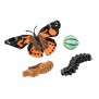 Butterfly Life Cycle from Insect Lore